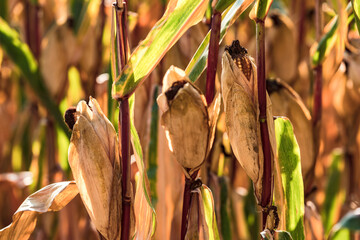 Corn plants on a corn field with corn on the cob in the backlight in autumn