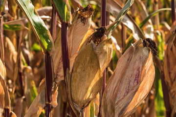 Ripe corn on the cob in the dry field are ready for harvest and forage processing