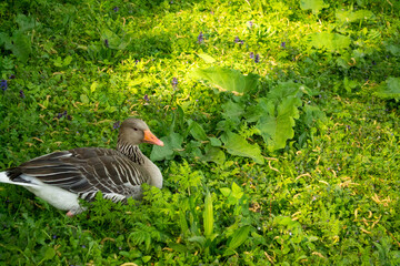 duck in the grass