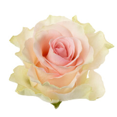 Pink rose isolated on white background closeup. Rose flower head in air, without shadow. Top view,...