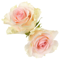 two pink roses isolated on white background closeup. Rose flower bouquet in air, without shadow. Top view, flat lay. - 560482385