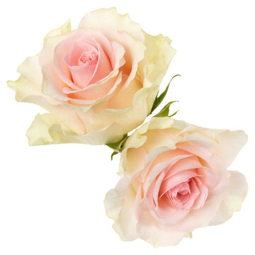 two pink roses isolated on white background closeup. Rose flower bouquet in air, without shadow. Top view, flat lay.