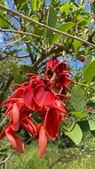 red and yellow flower
