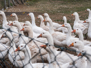 Gänsezucht © Sulamith Sallmann