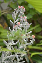 pink flowers