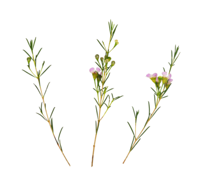 Set of pink chamelaucium flowers and buds isolated on white or transparent background