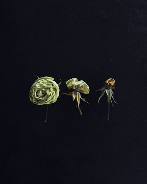 Row of three white roses in varying stages of decay on a black