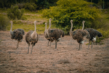 Ostriches in South Africa