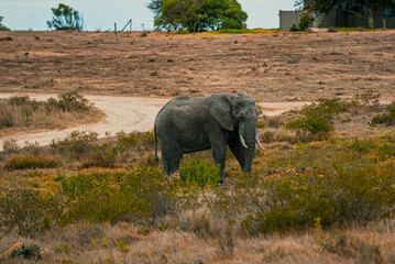 African elephant walking across the dry grassland 