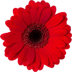 red gerbera flower head isolated on white background closeup. Gerbera in air, without shadow. Top view, flat lay. - 560485959