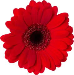 Tuinposter red gerbera flower head isolated on white background closeup. Gerbera in air, without shadow. Top view, flat lay. © Natika