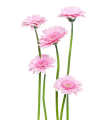 Vertical pink gerbera flowers with long stem isolated on white background. Spring bouquet. - 560485960