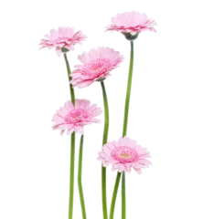 Zelfklevend Fotobehang Vertical pink gerbera flowers with long stem isolated on white background. Spring bouquet. © Natika