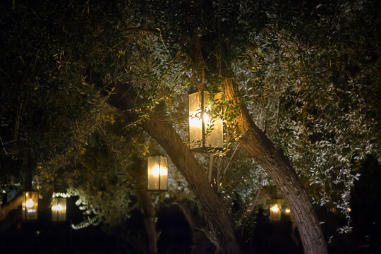 Illuminated lanterns hanging in Olive Trees, USA
