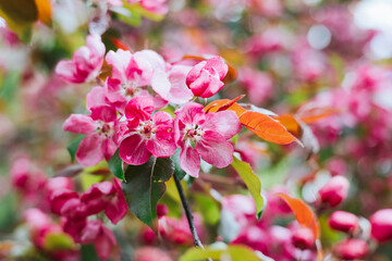 branches of pink blooming Apple tree, large tender white buds as a symbol of spring, beauty in nature, natural background of flowers, spring banner
