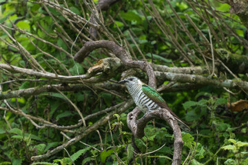 Shining Bronze Cuckoo (Chrysococcyx lucidus)