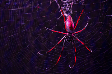 spider (nephila sp.) sitting on its web in the dead of night