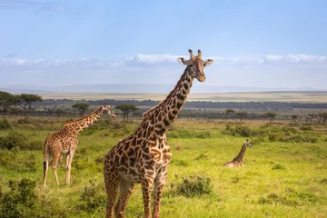 Fotobehang giraffe in the wild © AshRabbs