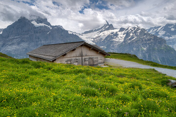 Fototapeta na wymiar Top of the mountain First , Swiss Alps