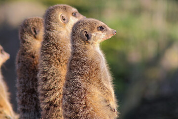 Erdmännchen auf Wache