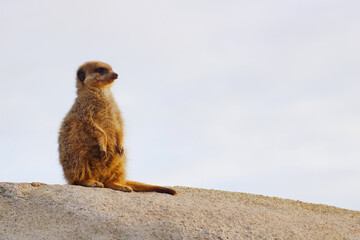 Erdmännchen wacht auf Hügel