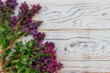 Purple corydalis flowers on white wooden background