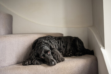 Cocker spaniel resting lying down to sleep on the turned quarter treads of a wooden staircase - obrazy, fototapety, plakaty