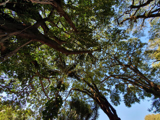 Fototapeta premium Blue Sky Through Canopy 