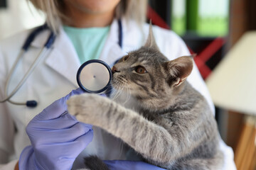Veterinary doctor holding cat in clinic. Vet medicine for pets, cats health care and animal...