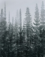 drawing of snowy black pine trees on mountain in fog