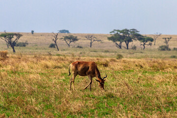 Fototapeta na wymiar Coke's hartebeest (Alcelaphus buselaphus cokii) or kongoni in Serengeti national park in Tanzania, Africa