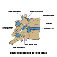 Intervertebral foramen is defined as an opening between the vertebrae of the cervical, thoracic, and lumbar regions.