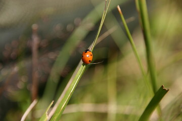Ladybug