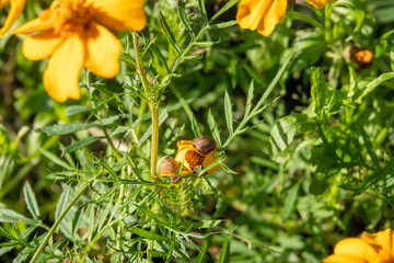 asian trampsnail on a bright orange cosmos