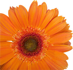 gerbera daisy