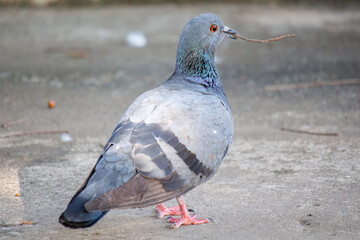 The pigeon is carrying a branch to make a nest.