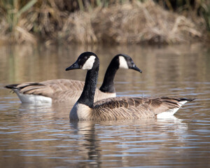 Two of a Kind. Beautiful close-up photo of two Canadian geese floating on the water in a pond with soft de-focused grassy background. Copy space