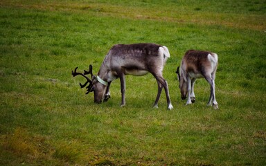 reindeers grazing in the pasture
