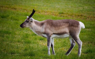 reindeer grazing in the pasture