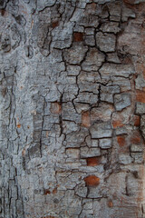 The surface of the plates of the bark weathered. tree texture background