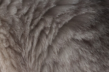 Close-up cat hair. fur texture black