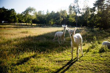 Llamas in a field