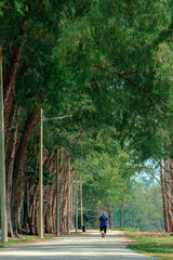 Pine trees scenery at Kijal, Kemaman, Terengganu, Malaysia