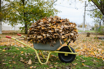 Wheelbarrow full of dried leaves in the park