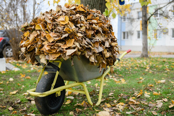 Wheelbarrow full of dried leaves in the park