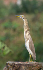 Beautiful heron (bog pakhi) and Cattle Egret bird on the field with green background, selective focus images.