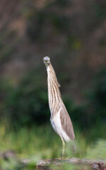 Beautiful heron (bog pakhi) and Cattle Egret bird on the field with green background, selective focus images.