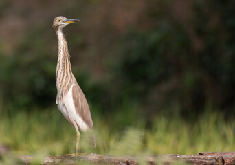 Beautiful heron (bog pakhi) and Cattle Egret bird on the field with green background, selective focus images.