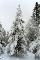Yellowstone Winter Snow