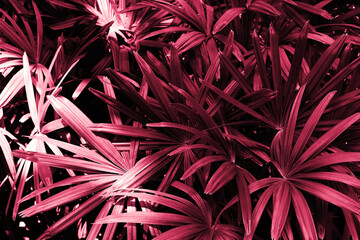 Tropical foliage green dark background